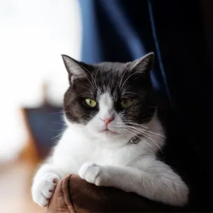 Why Does My Cat Stare at Me
