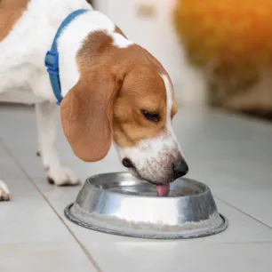 Why Is My Dog Drinking a Lot of Water
