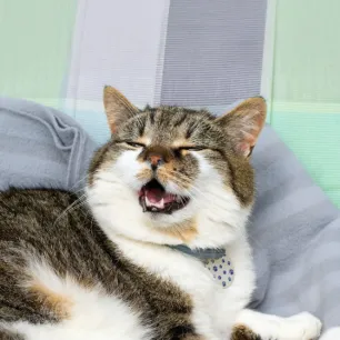 Why is My Cat Coughing