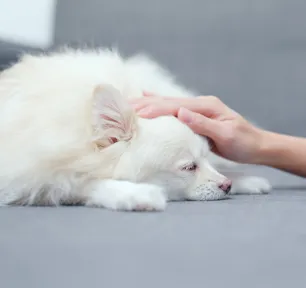 Worms in Dogs