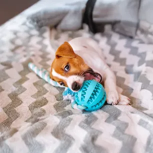 What Can Dogs Chew On?
