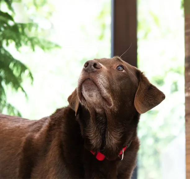 Dog Hot Spots and How to Treat Them