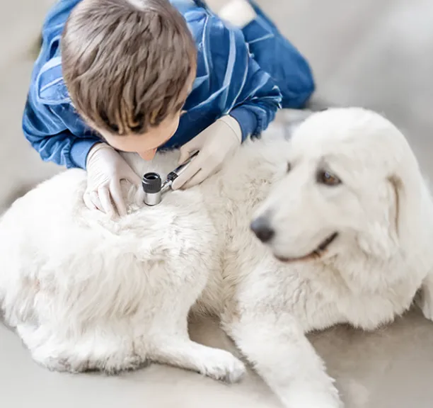 Skin Problems and Skin Conditions in Dogs