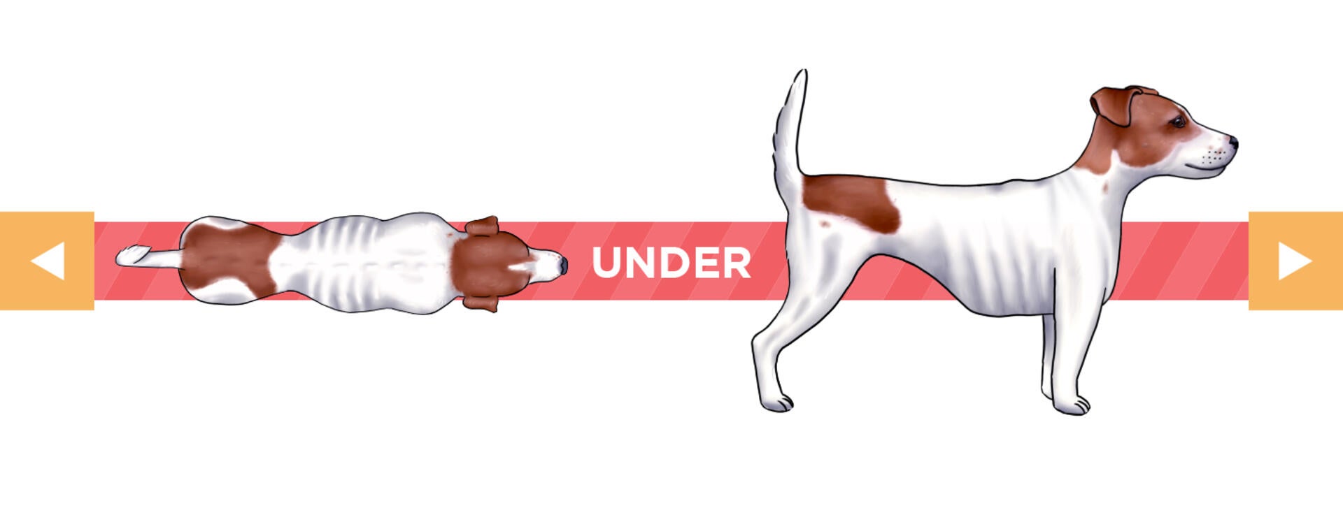 body condition underweight