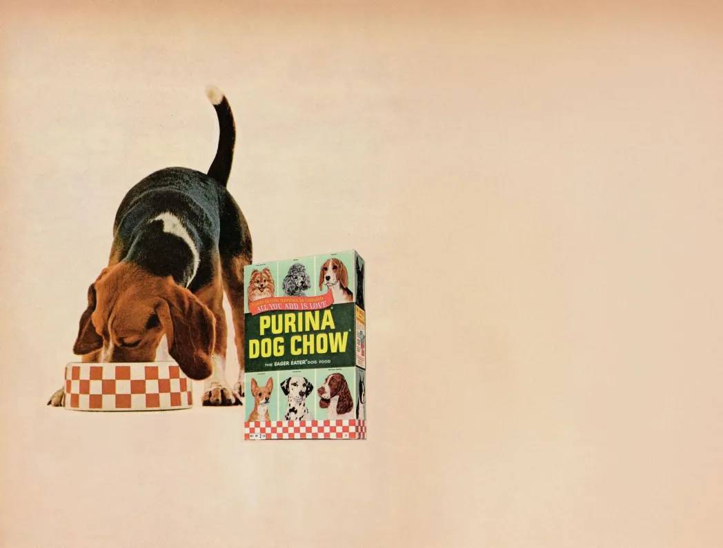 Aged image of dog eating next to box of Purina Dog Chow 