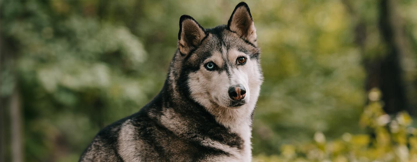 27 of the Most Stunning Mixed Breed Dogs