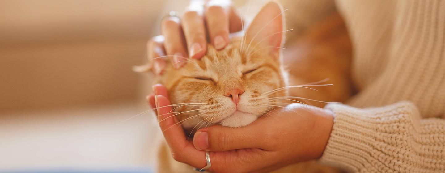 30 of the Funniest Cat Jokes and Puns