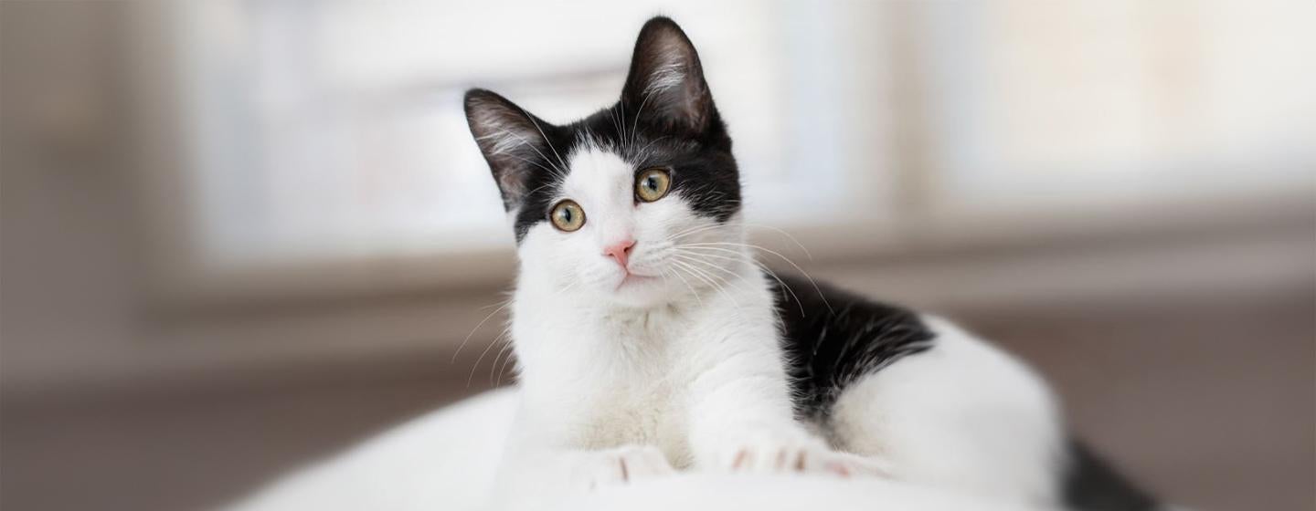 39 Fabulous Black and White Cat Names For Your Feline