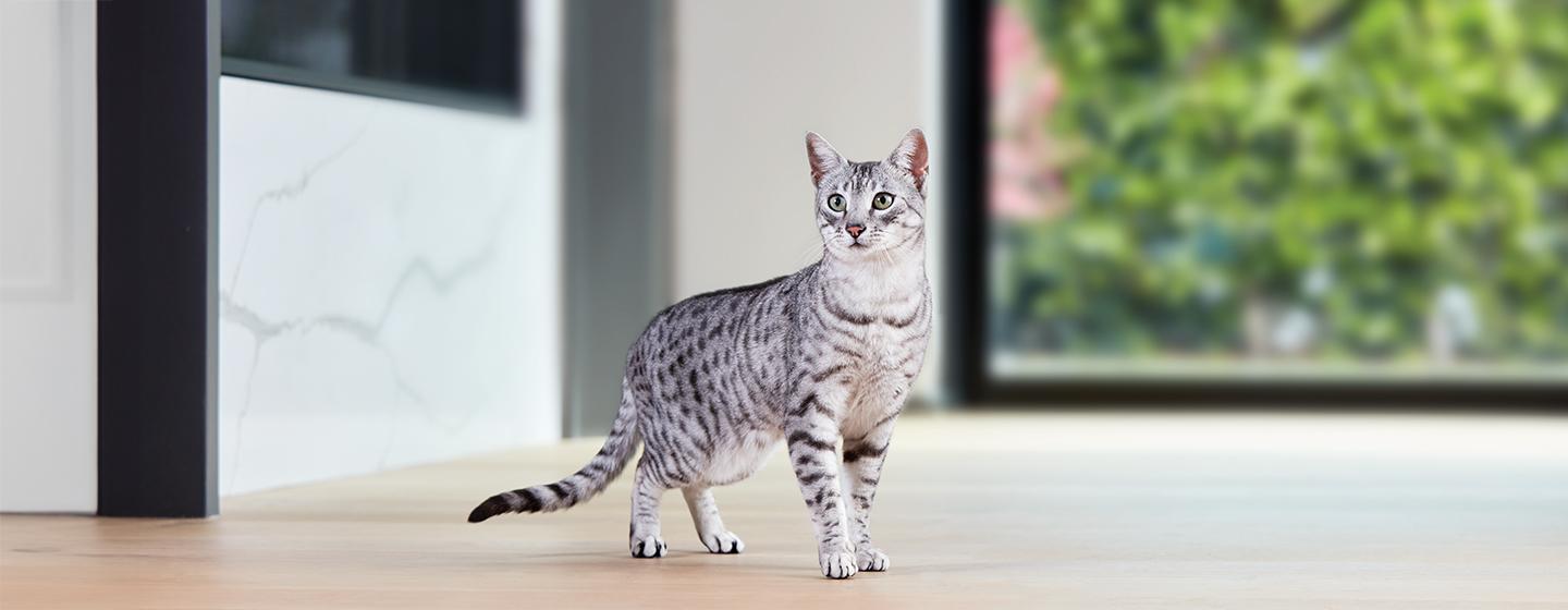 4 Egyptian Cat Breeds