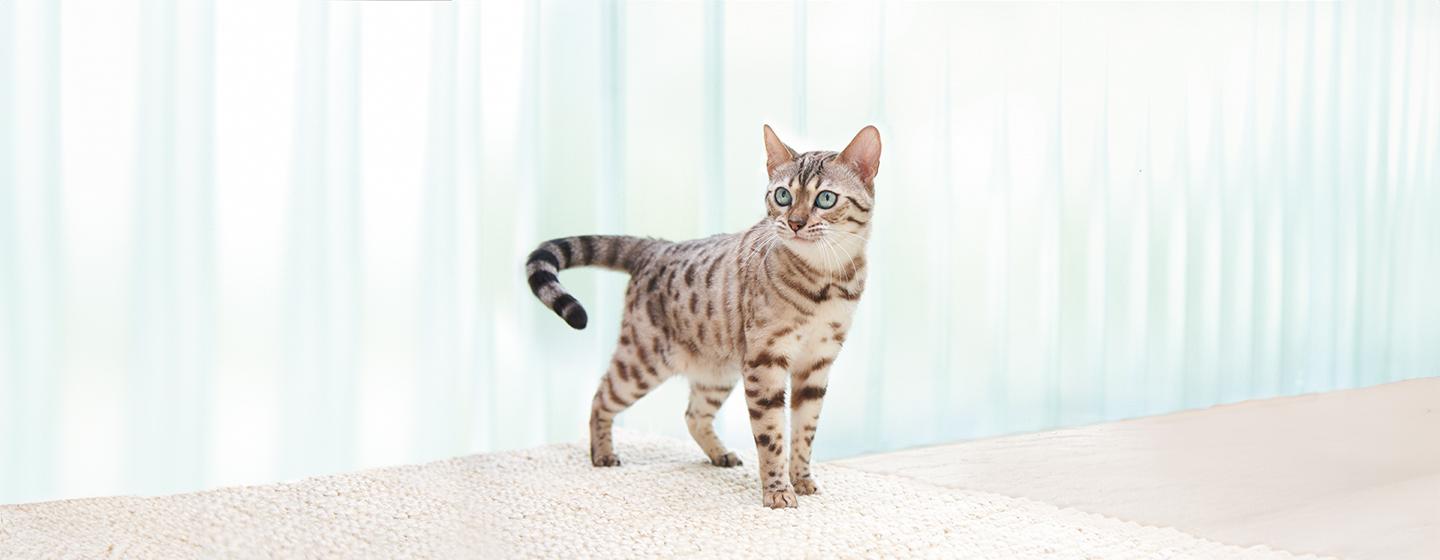 50 Bengal Cat Names