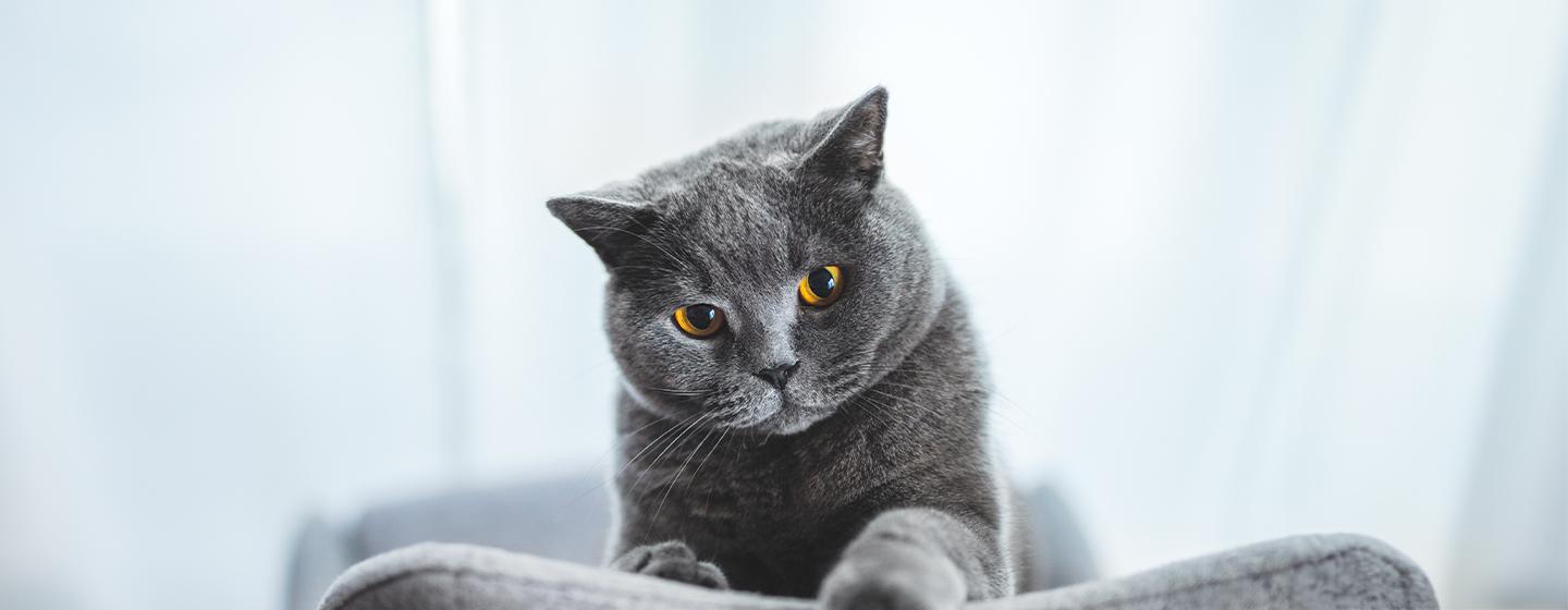 7 Grey Cat Breeds