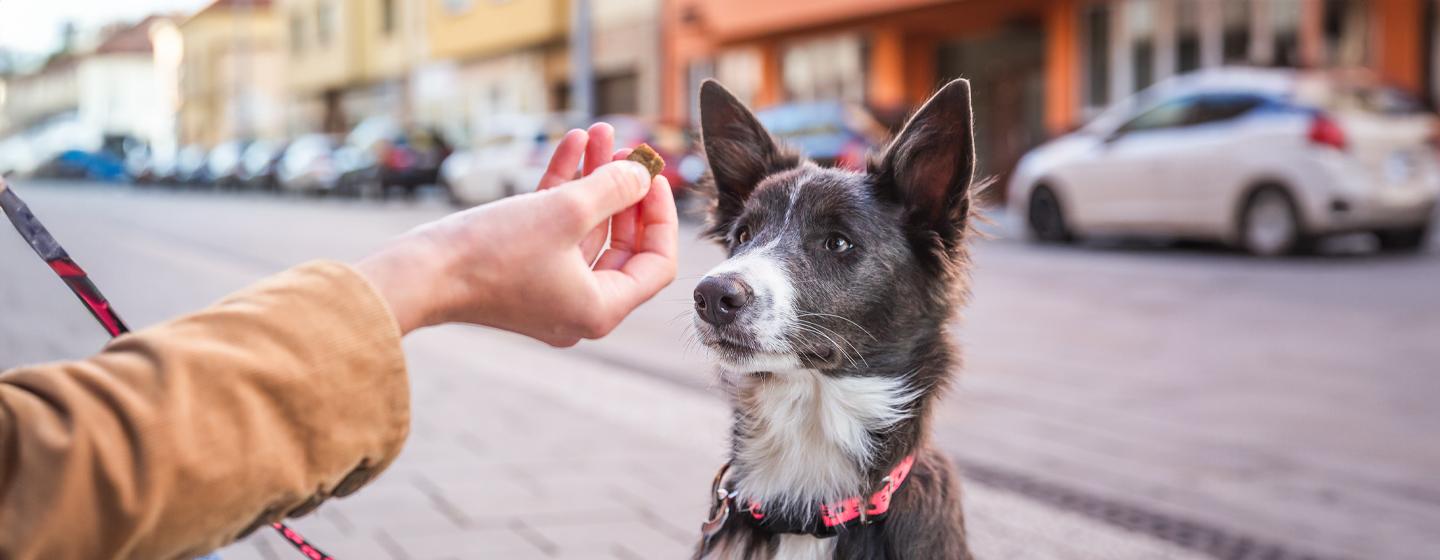 7 Healthy Dog Treats for Training