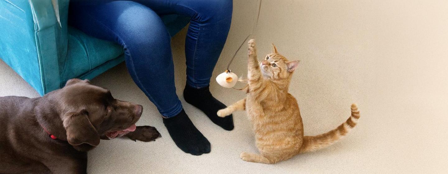 9 Creative Cat and Dog Enrichment Ideas