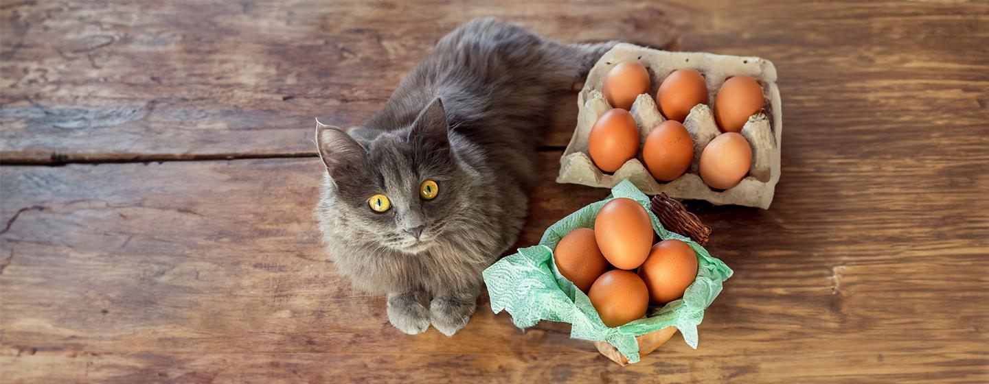 Can Cats Eat Eggs?