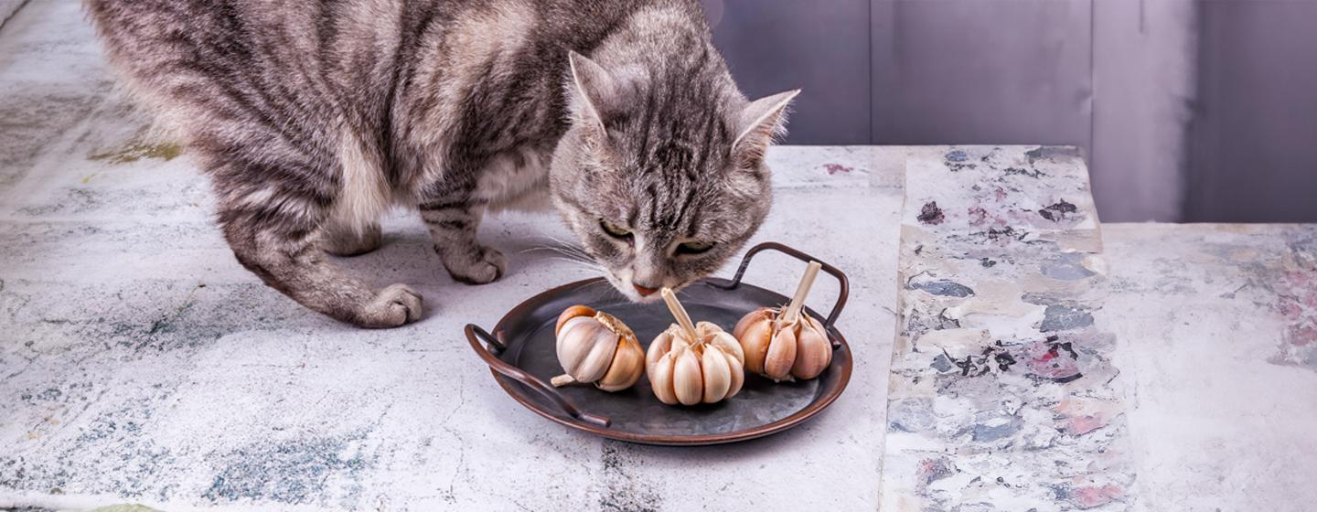 Can Cats Eat Garlic? 