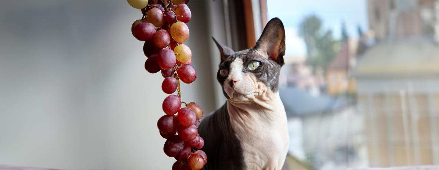 Can Cats Eat Grapes?