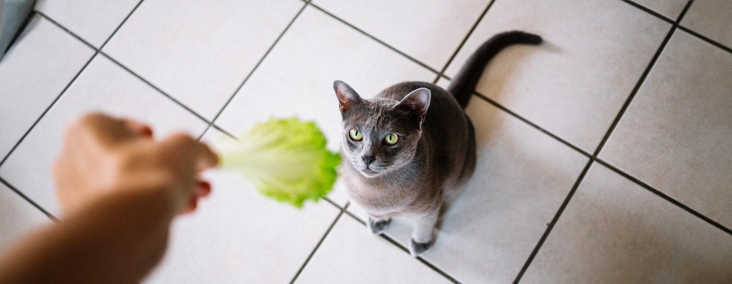 Can Cats Eat Lettuce: Is This Leafy Vegetable Safe for Cats?