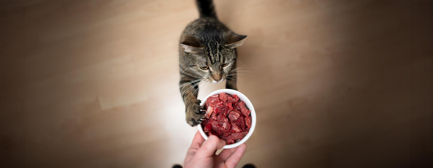 Can Cats Eat Raw Meat? All About Raw Food Diets for Cats