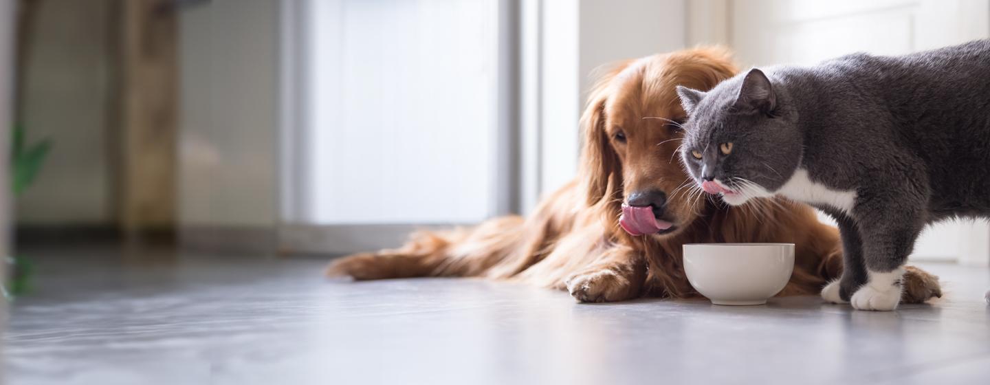 Can Dogs Eat Cat Food?