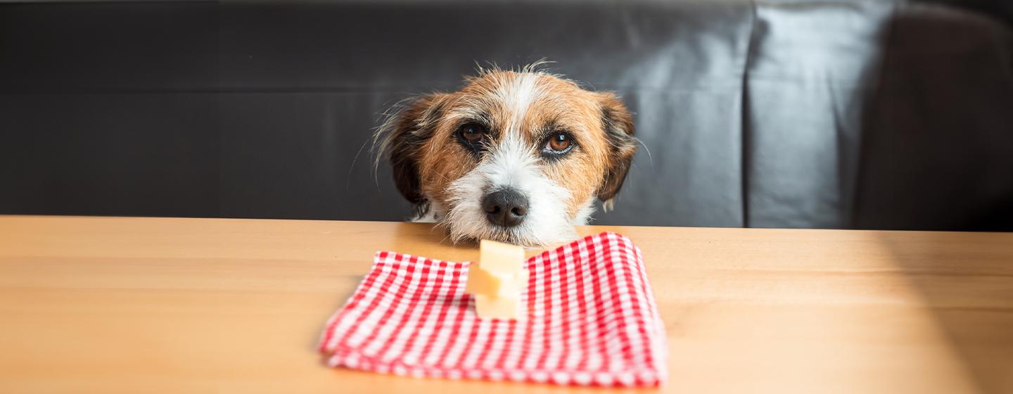 Can Dogs Eat Cheese?