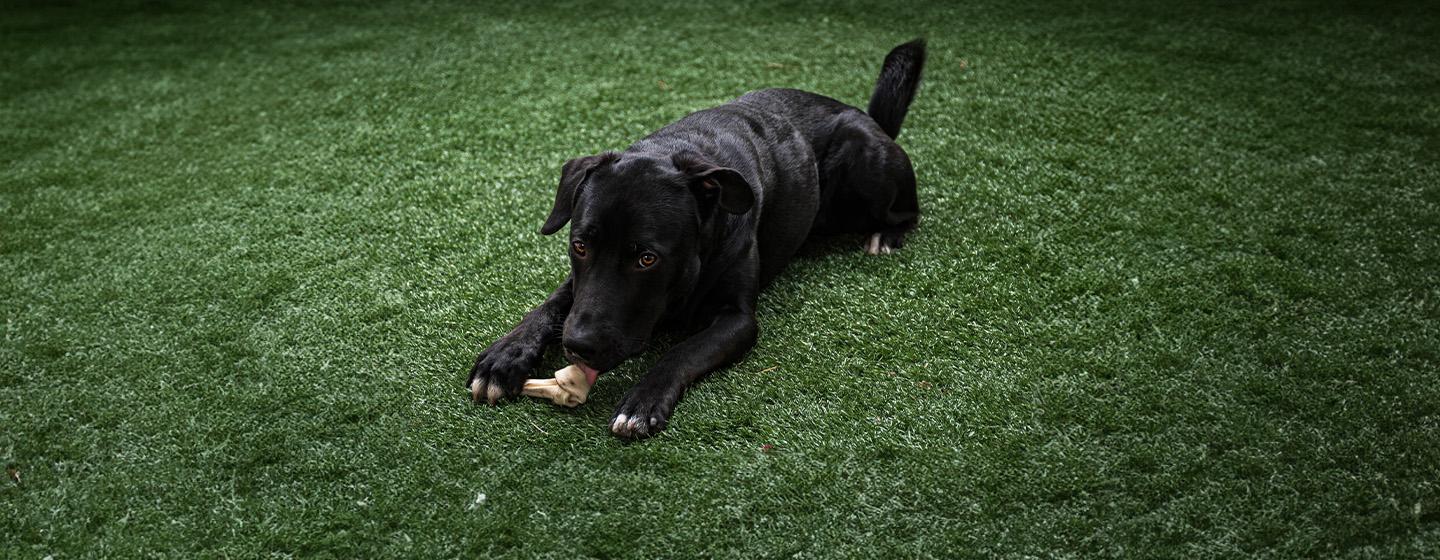 Can Dogs Eat Lamb Bones?