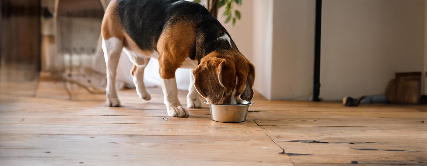 Can Dogs Eat Lobster