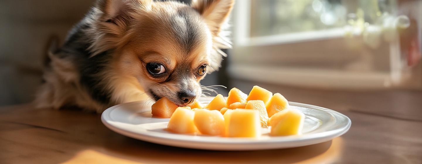Can Dogs Eat Melon