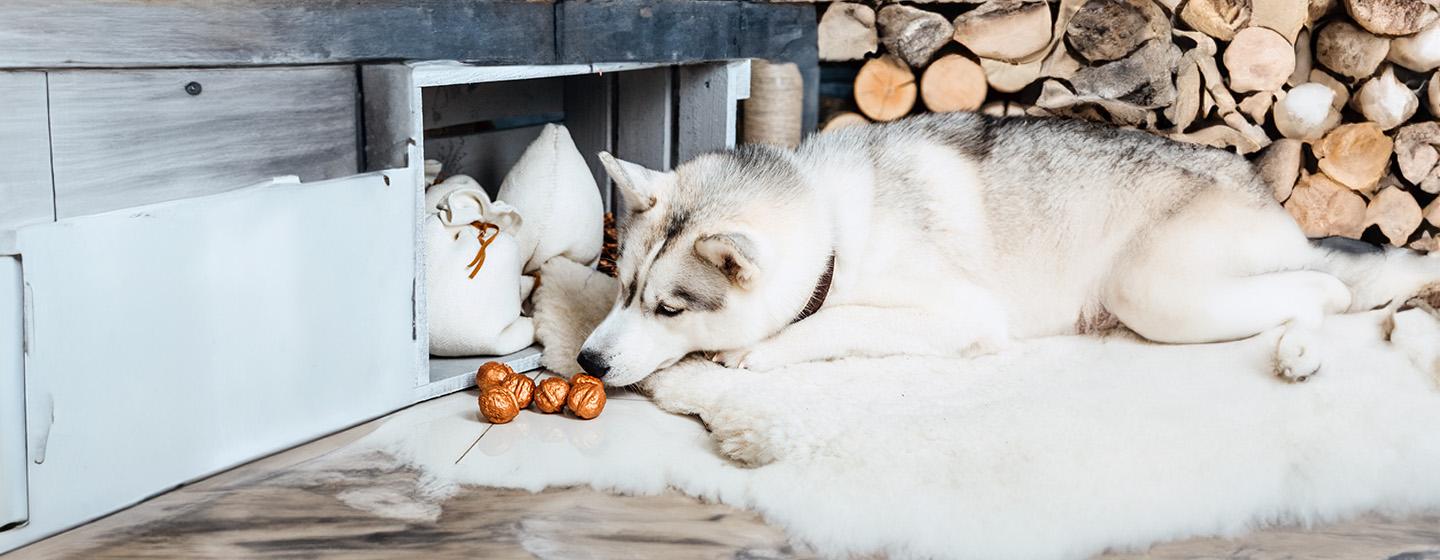 Can Dogs Eat Nuts?
