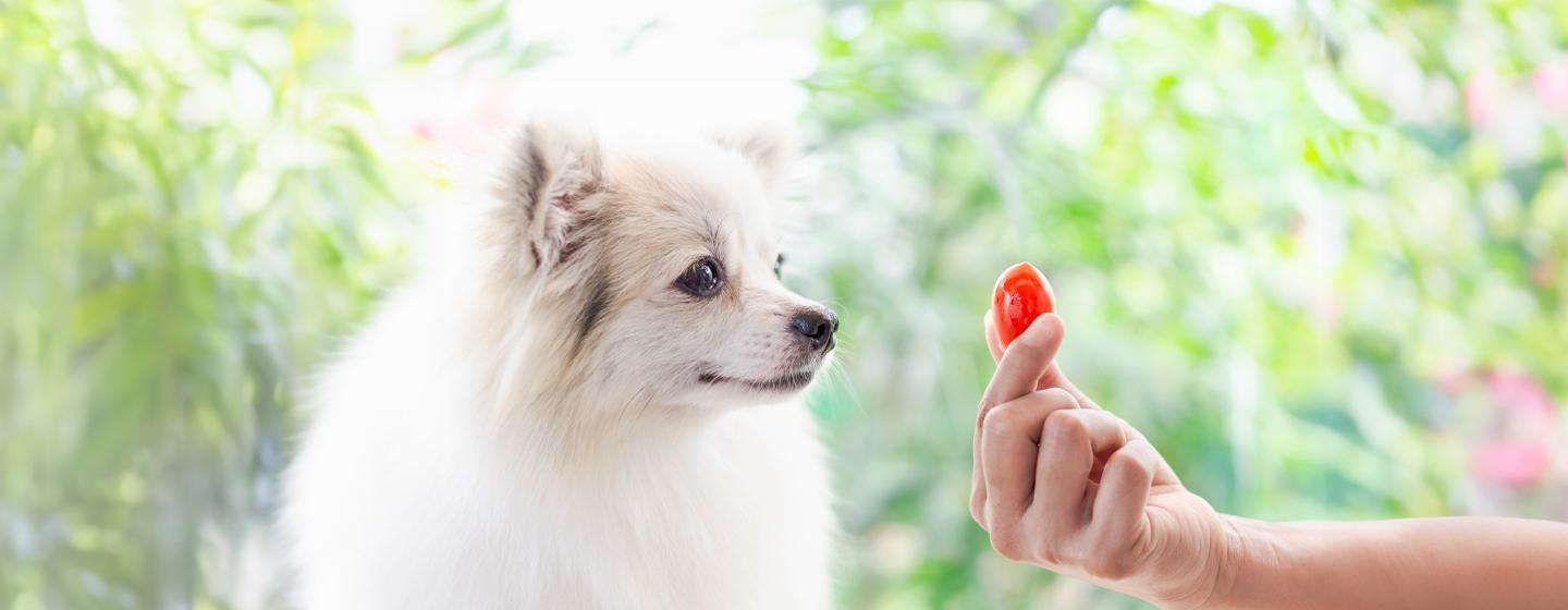 Can Dogs Eat Tomatoes?