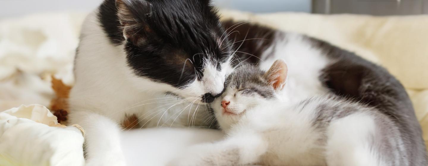 Caring For a Newborn Kitten