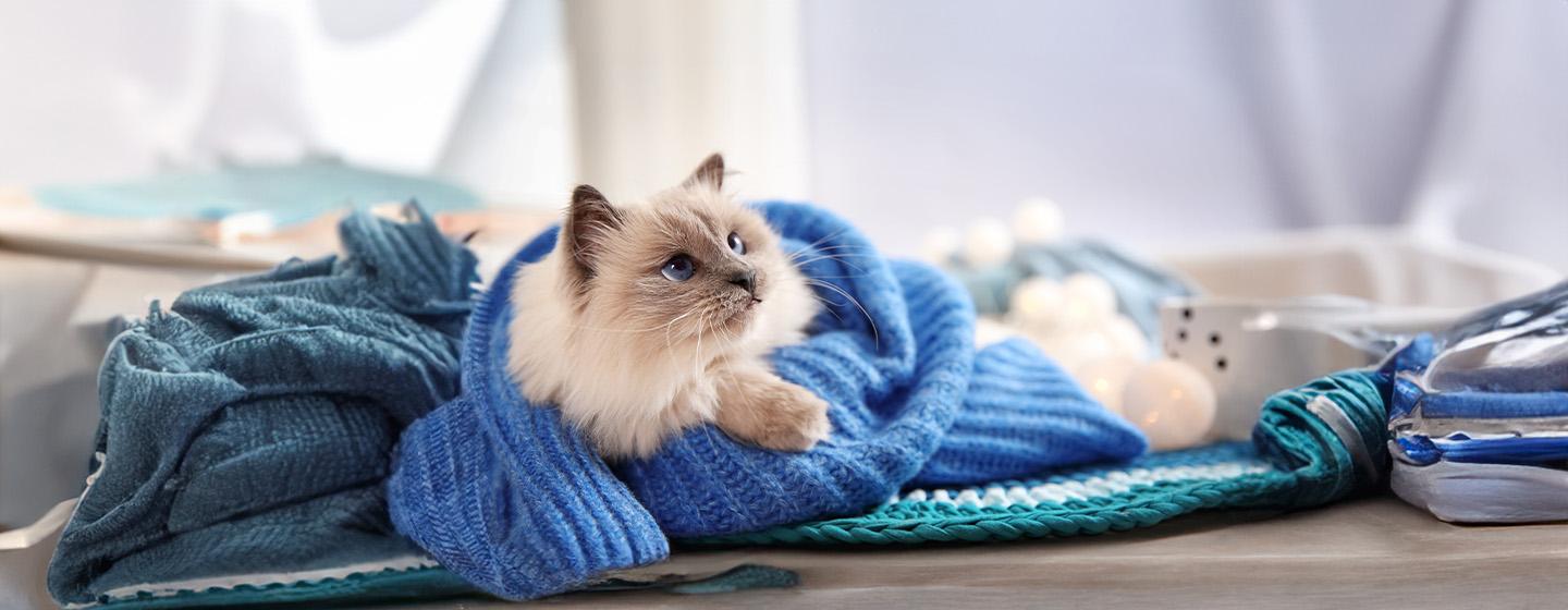 Do Cats Feel the Cold