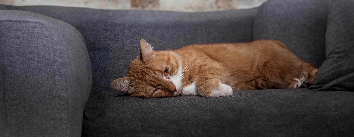 Do Cats Get Depressed_ Here’s What You Should Know