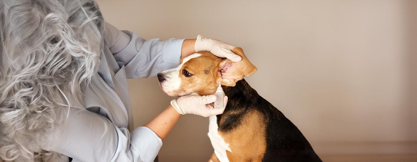 Dog Ear Infections and Other Ear Problems: Symptoms, Causes & Treatment
