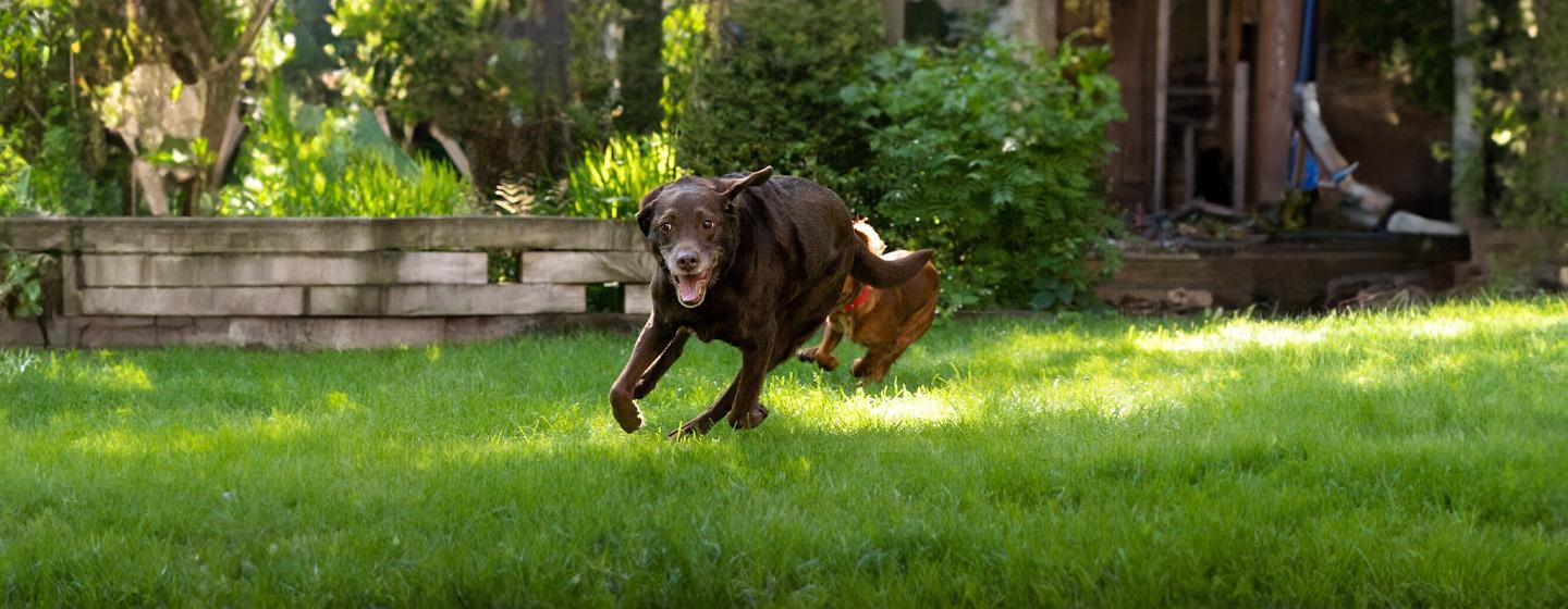 Dog Exercise and Staying Healthy