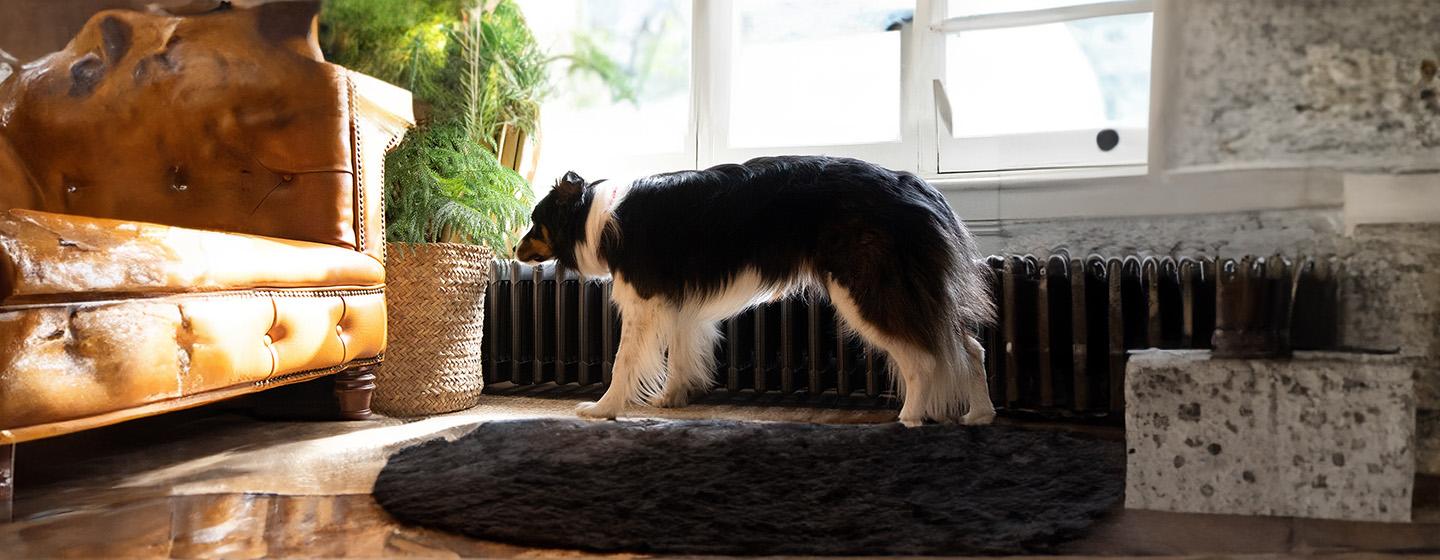 Dog Labour Signs & Puppy Delivery Stages Explained