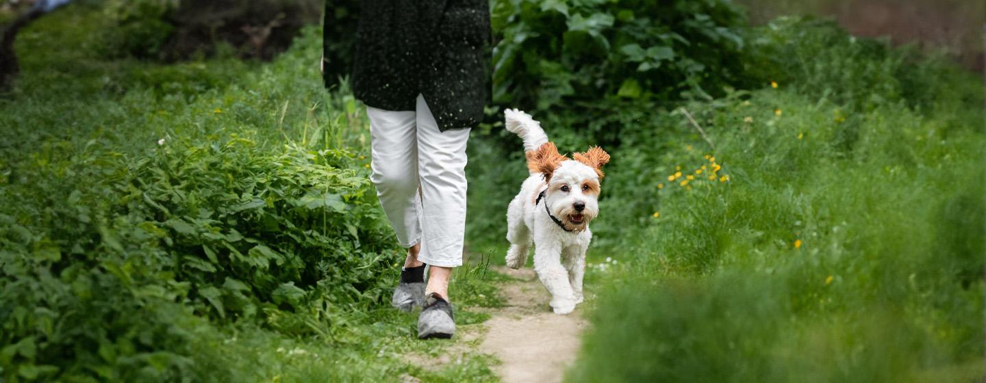 Dog Walking Etiquette