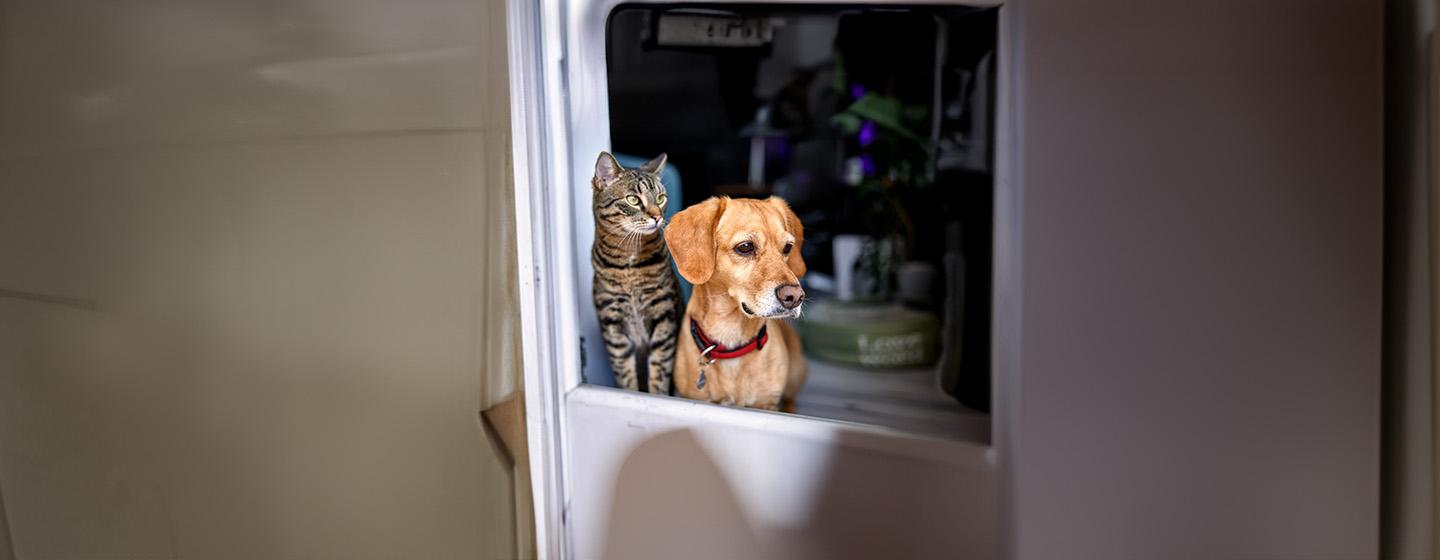 Dogs That Are Good with Cats