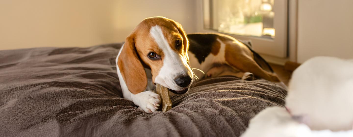 Excessive Dog Chewing