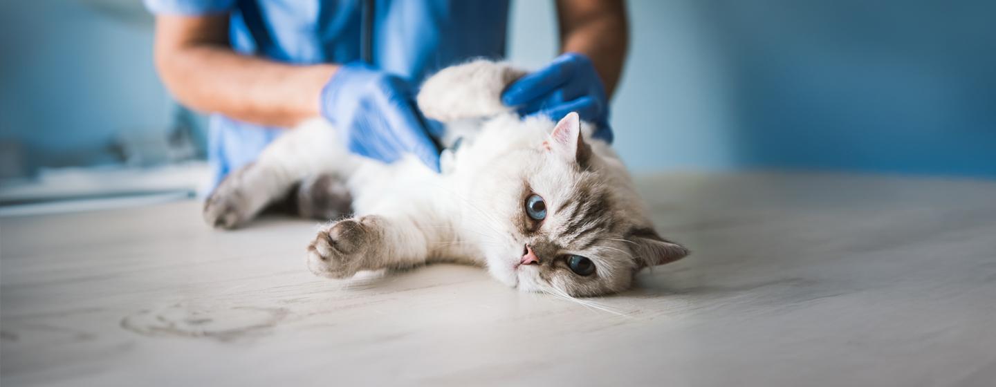 FIP in Cats: What You Need to Know