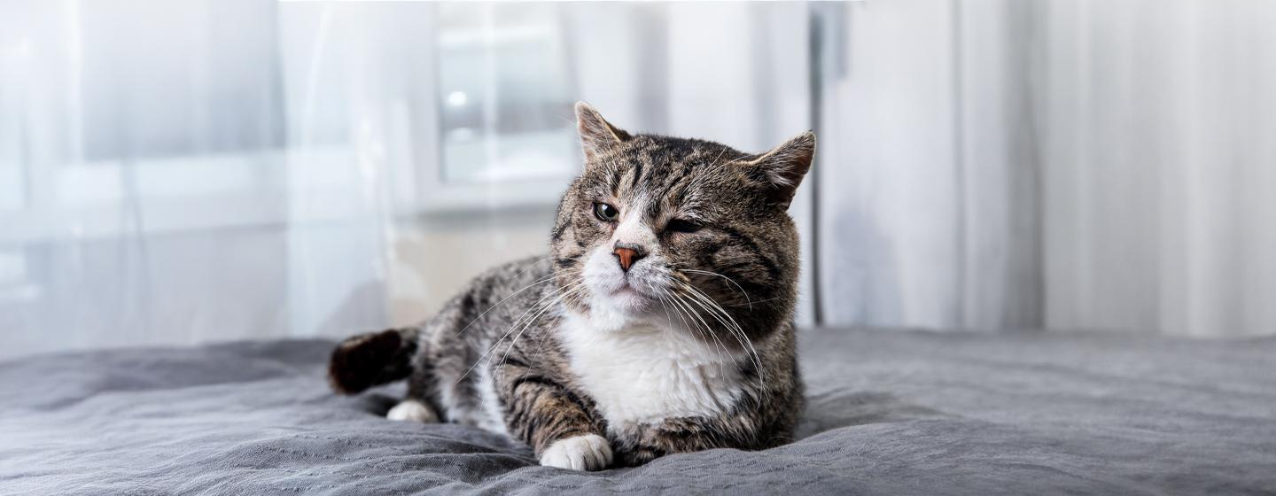 Feeding Your Senior Cat