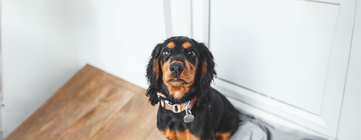 Find the Perfect Male Dog Name for the New Puppy in Your Life