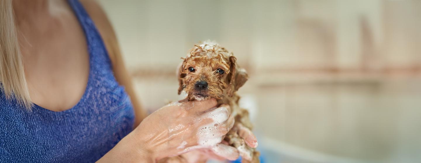 First Puppy Bath - The Survival Guide