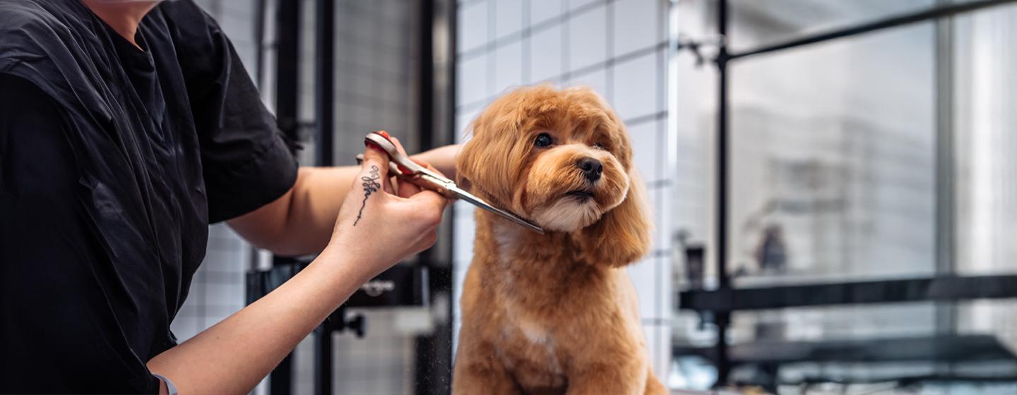 Grooming Your Puppy - All Your Questions Answered