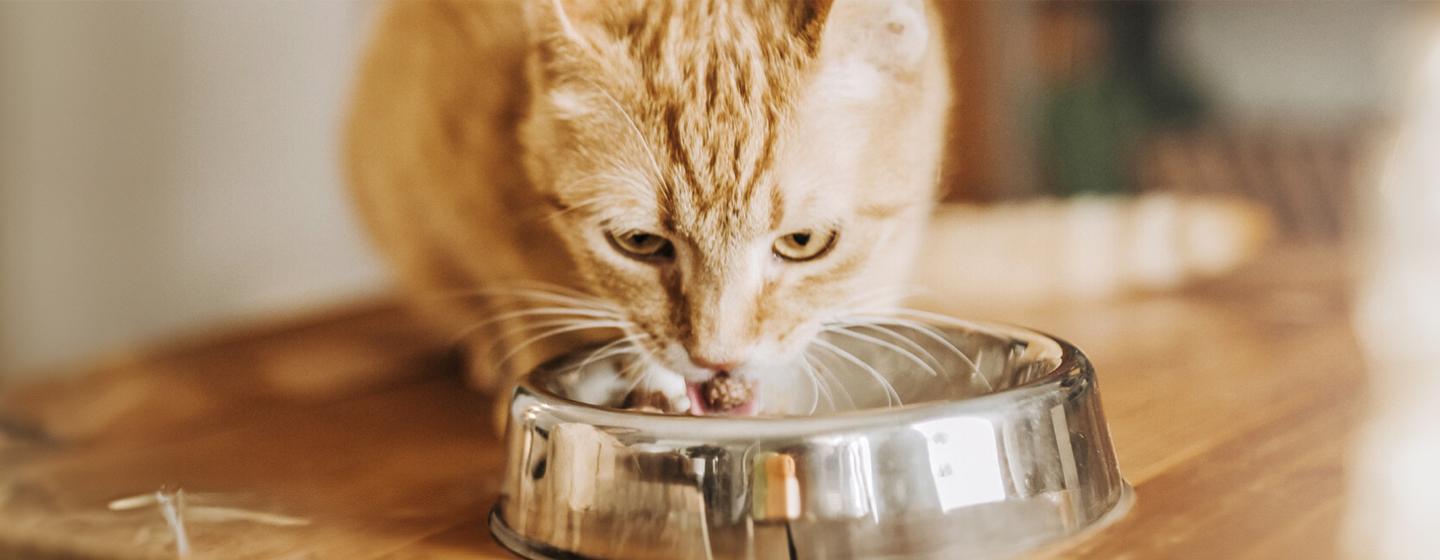 Guide to Feeding Your Adult Cat