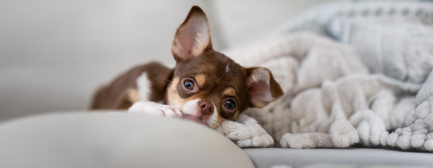 Health Problems in Chihuahuas