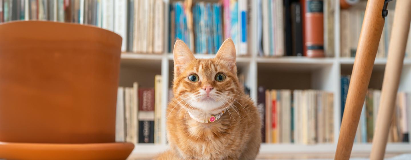 How long do cats live?