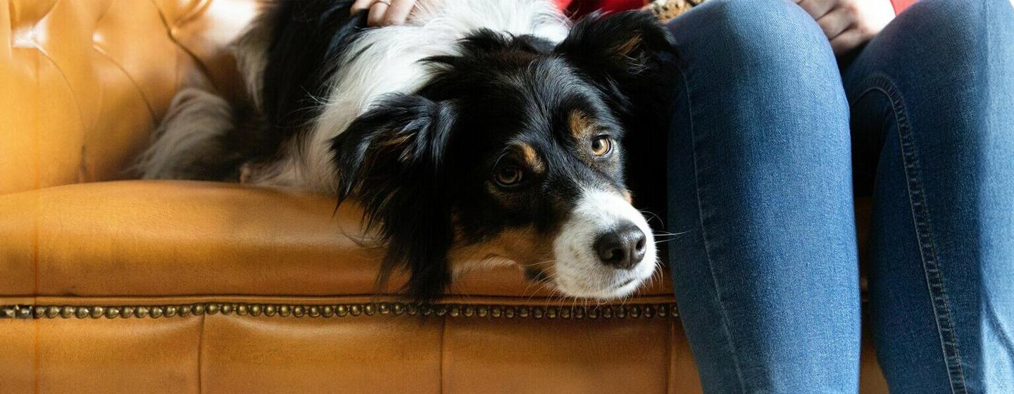 Low-Maintenance Dog Breeds