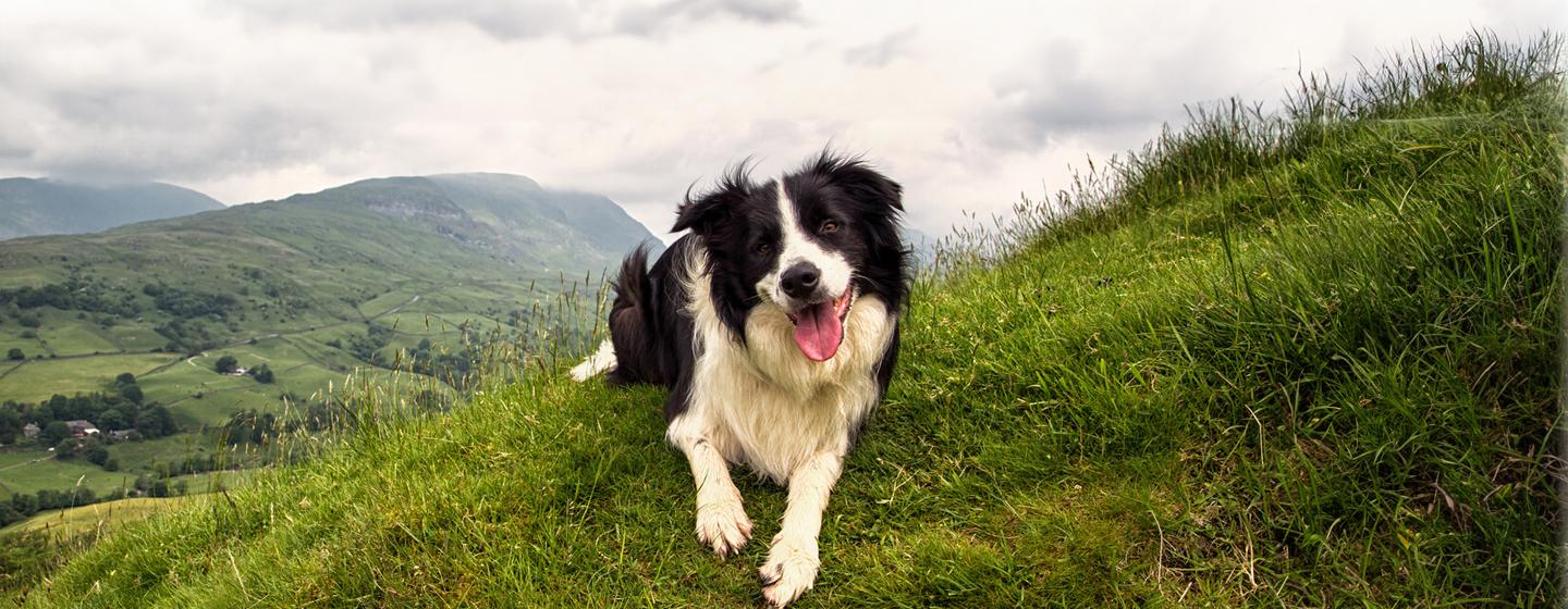 Pastoral Dogs: Everything You Need to Know