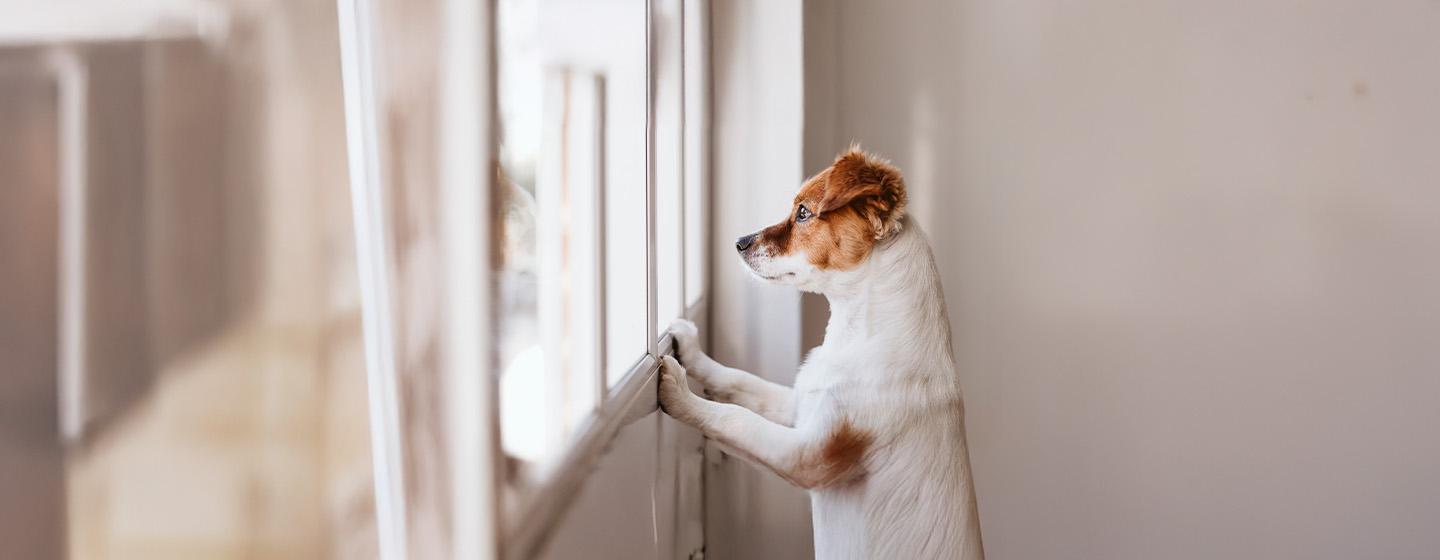 Separation Anxiety in Dogs: Symptoms and Treatment