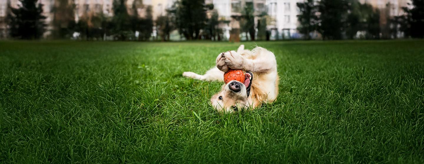 Stimulating Toys for Older Dogs